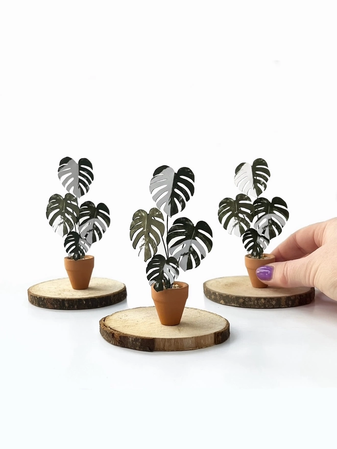 3 miniature replica Variegated Monstera Deliciosa Albo paper plant ornaments in terracotta pots sat on 3 wooden log slices with a hand to the right against a white background
