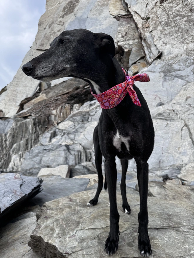 Raspberry Ripple Rock Candy Dog Bandana