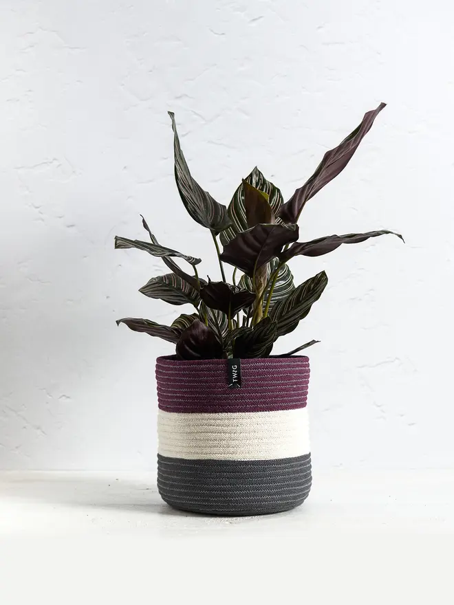 Large Striped Cotton Plant Pot
