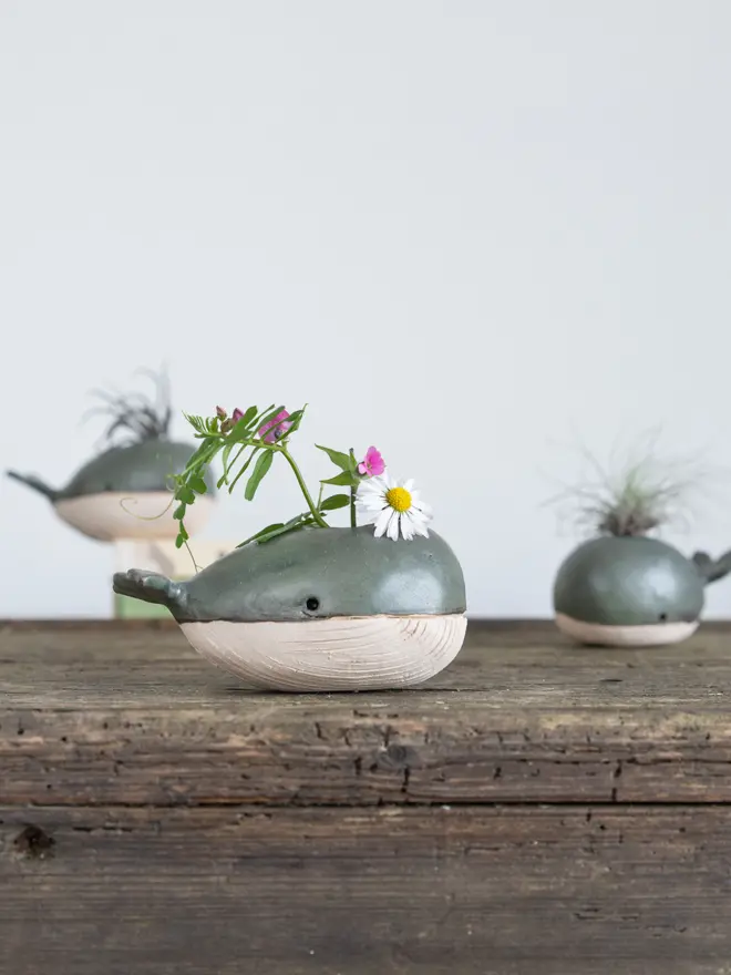 Small whale vase in a slate green glaze and raw stoneware belly with wildflowers in the opening spout. A couple of whales are in the background with air plants in them