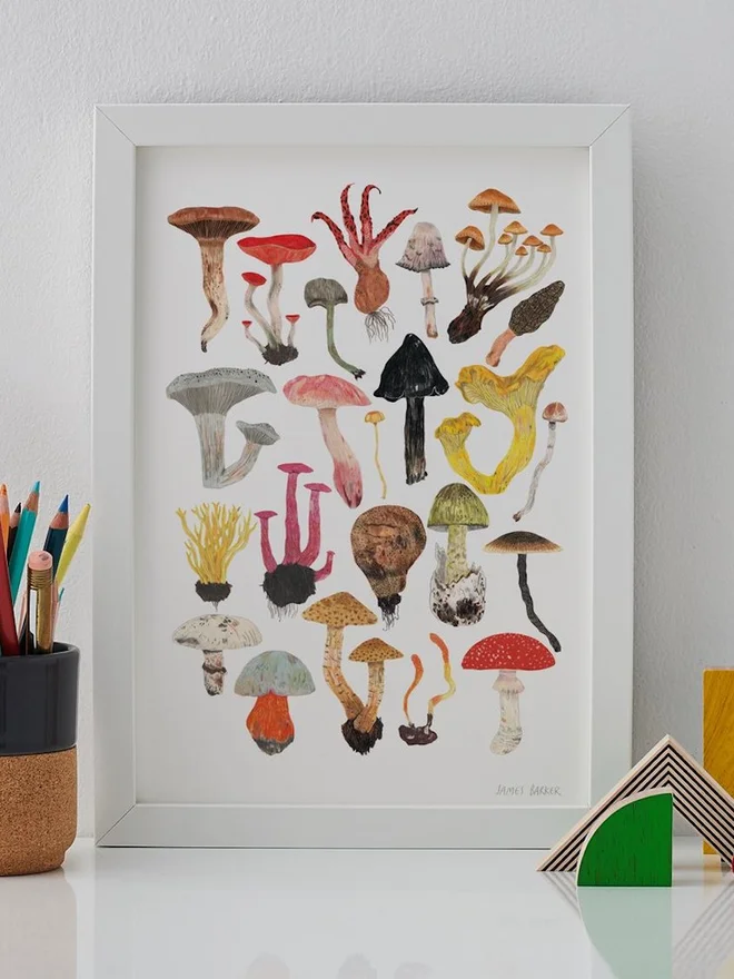 Mushrooms and Toadstools Print