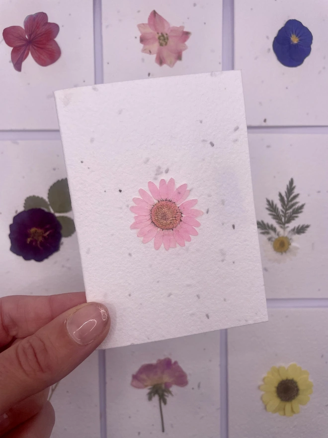 Real Pressed Flower Plantable Notecard, Pink Daisy