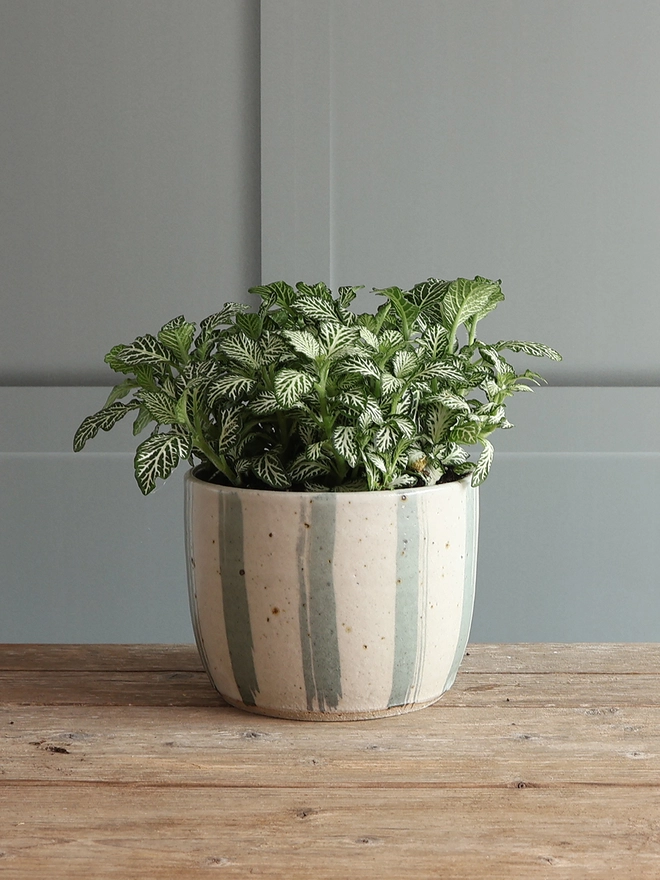 Medium Handmade Ceramic Stoneware Plant Pot in Blue and White Stripe sat on a book next to a pair of glasses on wooden table against a panelled background. The plant pot is filled with a fittonia plant featuring small green and white leaves. 
