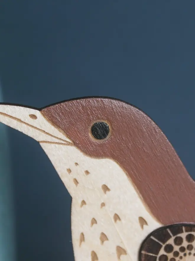 Standing Wooden Mistle Thrush Close Up Eye