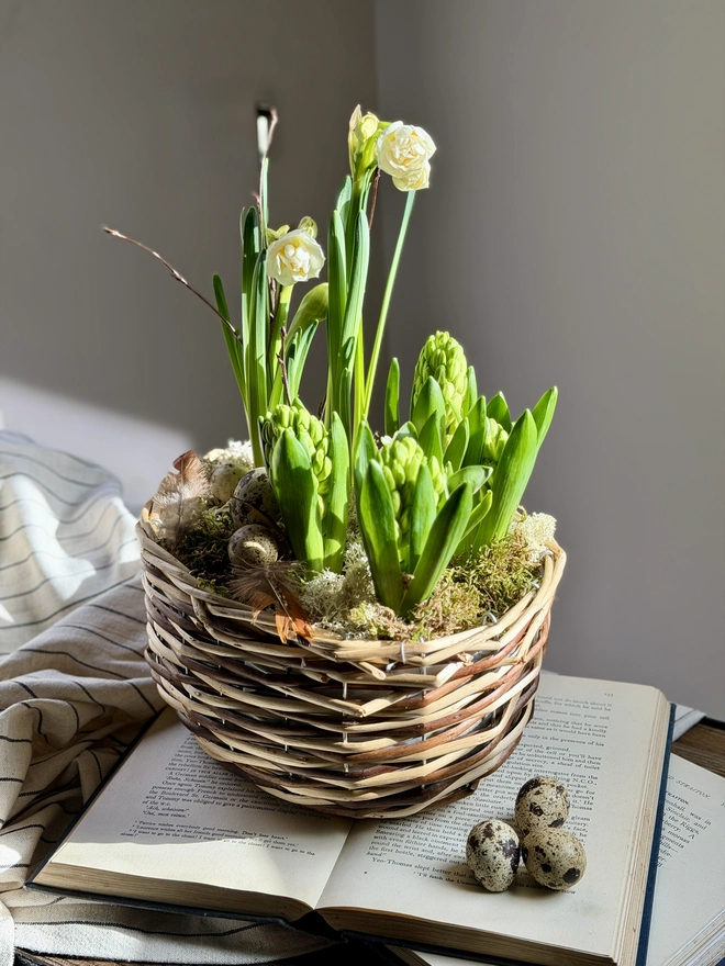 Spring bulbs with decorative quails eggs in a rattan basket