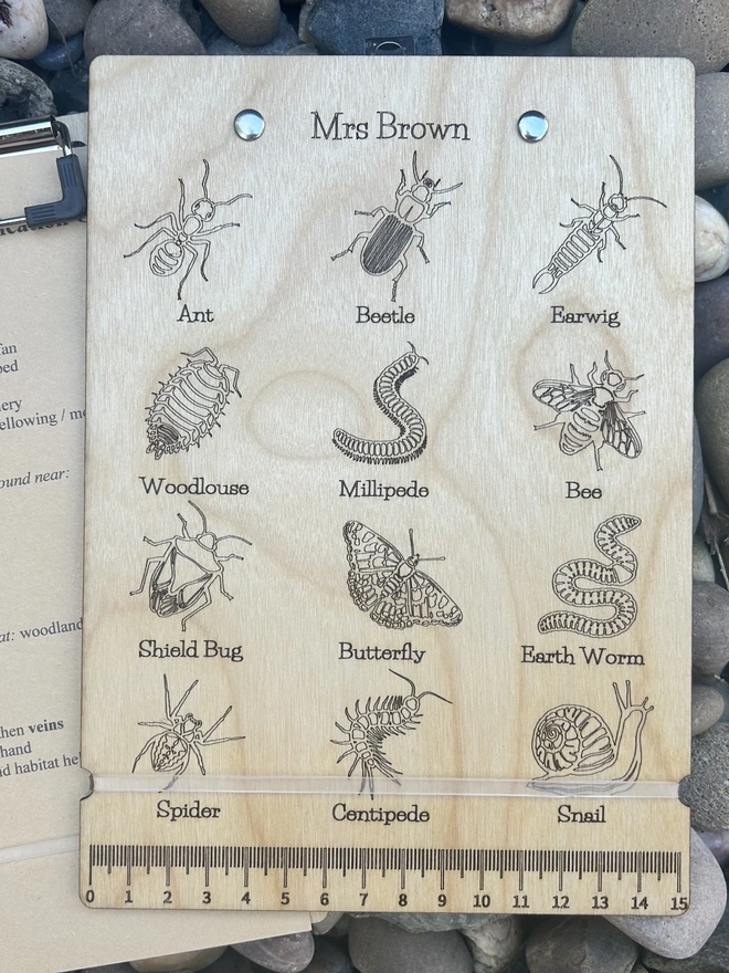 Insect clipboard showing personalisation and scale ruler