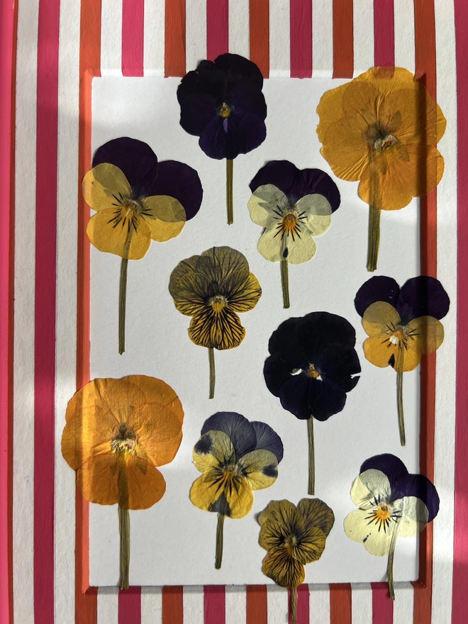 close up of pressed pansy flowers on stripes