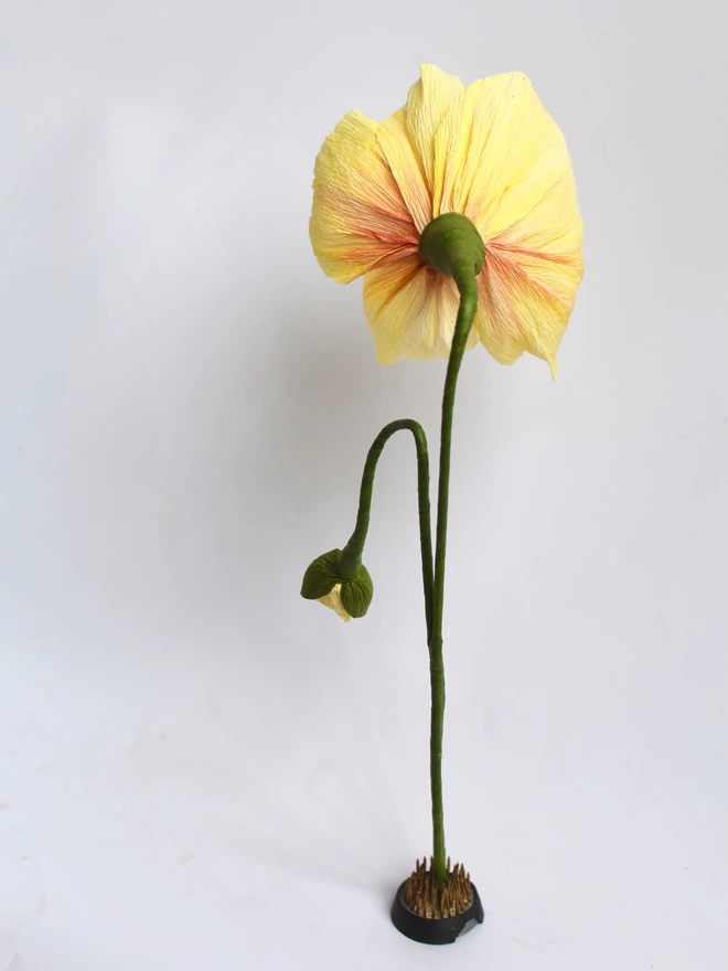 Leo Flowers Icelandic Poppy