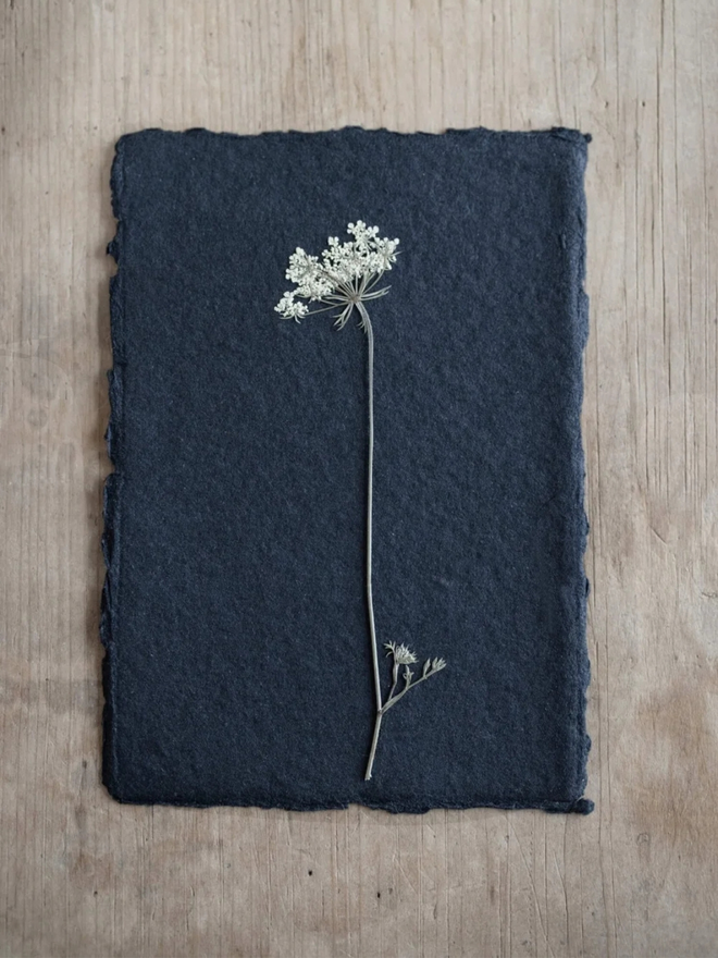 pressed wildflower framed artwork