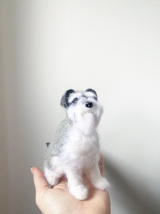 merino wool schnauzer portrait