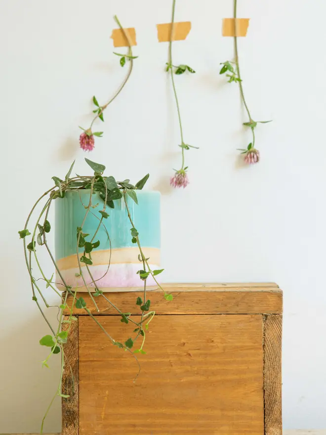 A large shoreline plant pot containing a string of hearts plant on top of a wooden block. Three wildflower stems are taped to the wall above it.