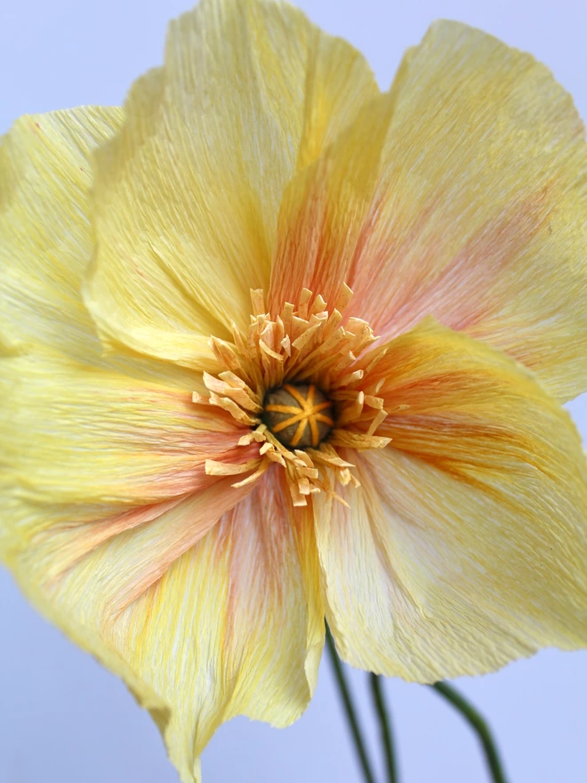 Leo Flowers Icelandic Poppy