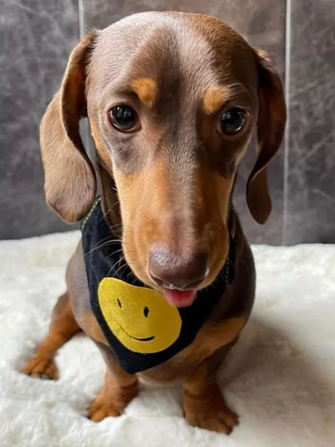 Smiley Face Bandana on Daxie