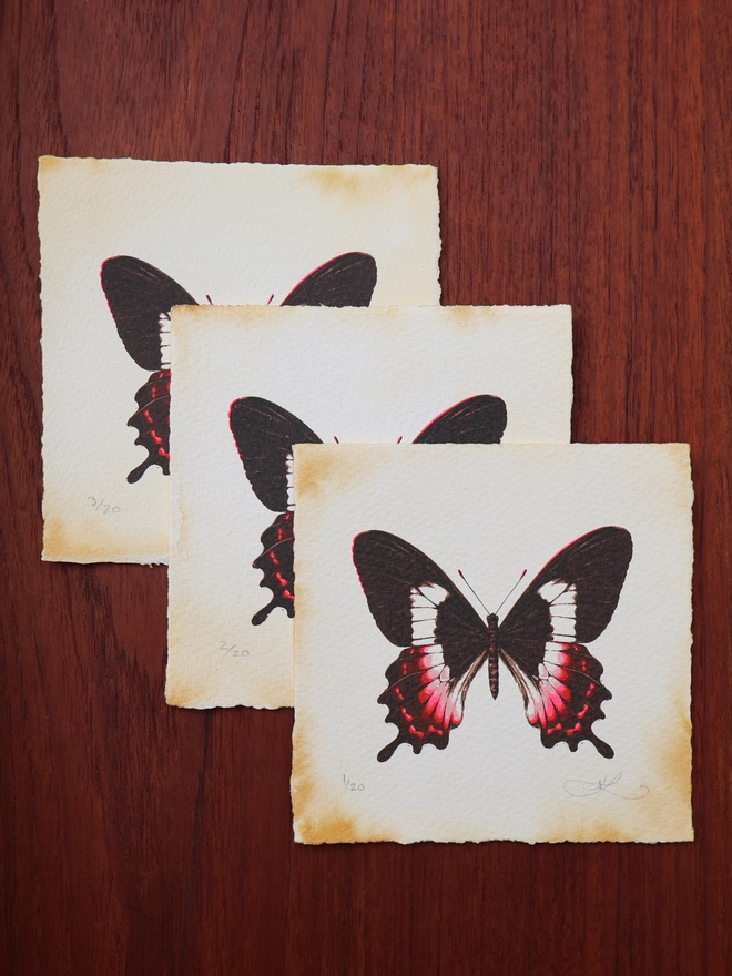 Limited Edition screenprint art of a Fluminense swallowtail butterfly by emerging artist Kath Leone