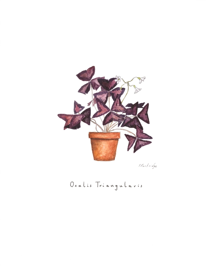 Oxalis Triangularis, purple shamrock house plant print. Painted in watercolour and printed onto white paper