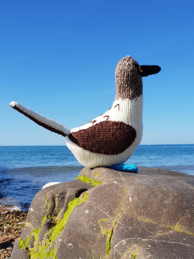 Bryan the Blue Footed booby knit kit looking out to sea on a beach with blue skies