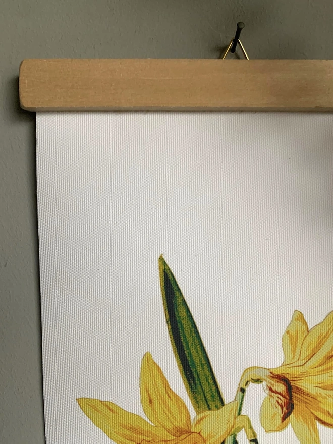 Detail of daffodil botanical print