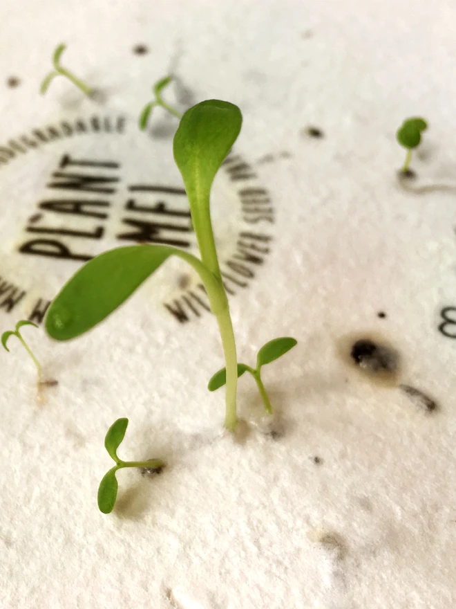 Seedlings growing from a Ruby & Bo plantable paper card