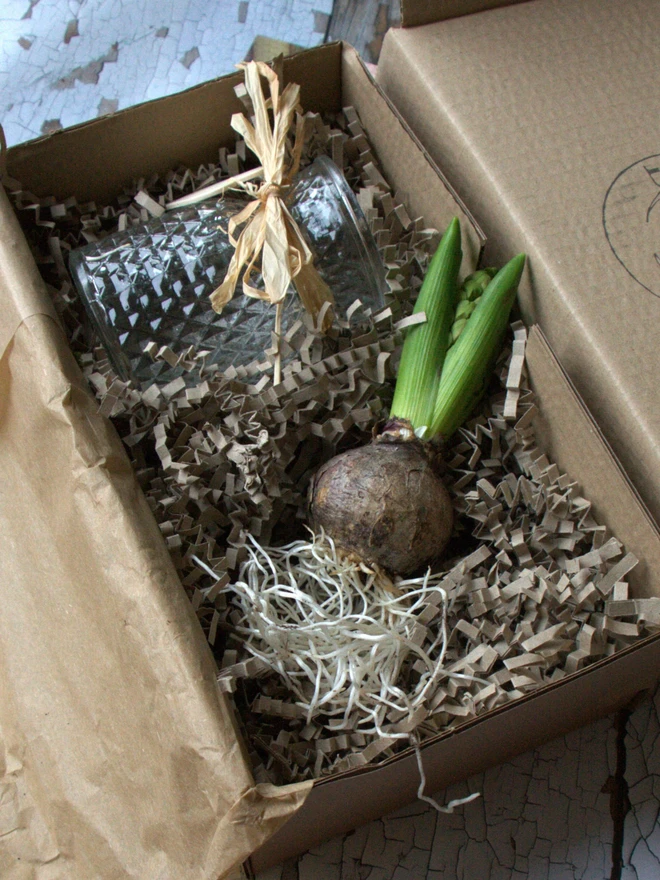 Fresh Hyacinth Bulb In Glass Vase, boxed set from BLOMST