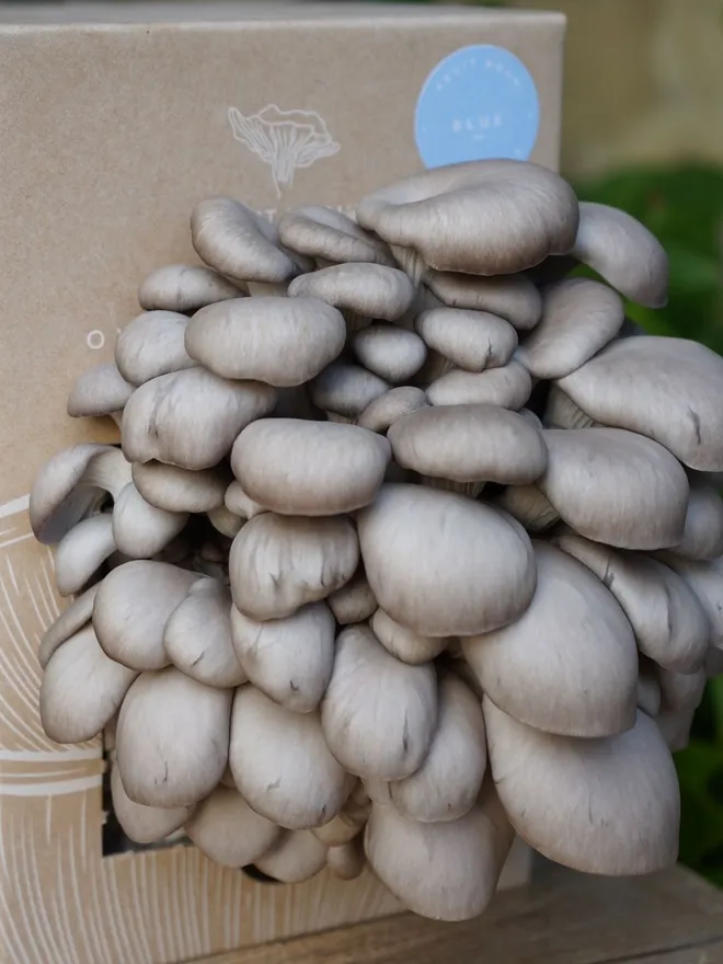 Blue Oyster Mushroom Grow Kit