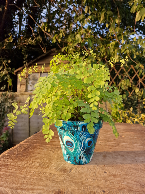 Peacock design plant pot on a wooden bench