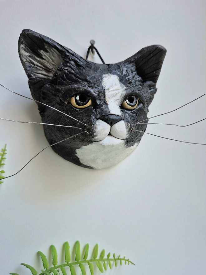 Black and White cat yellow eyes