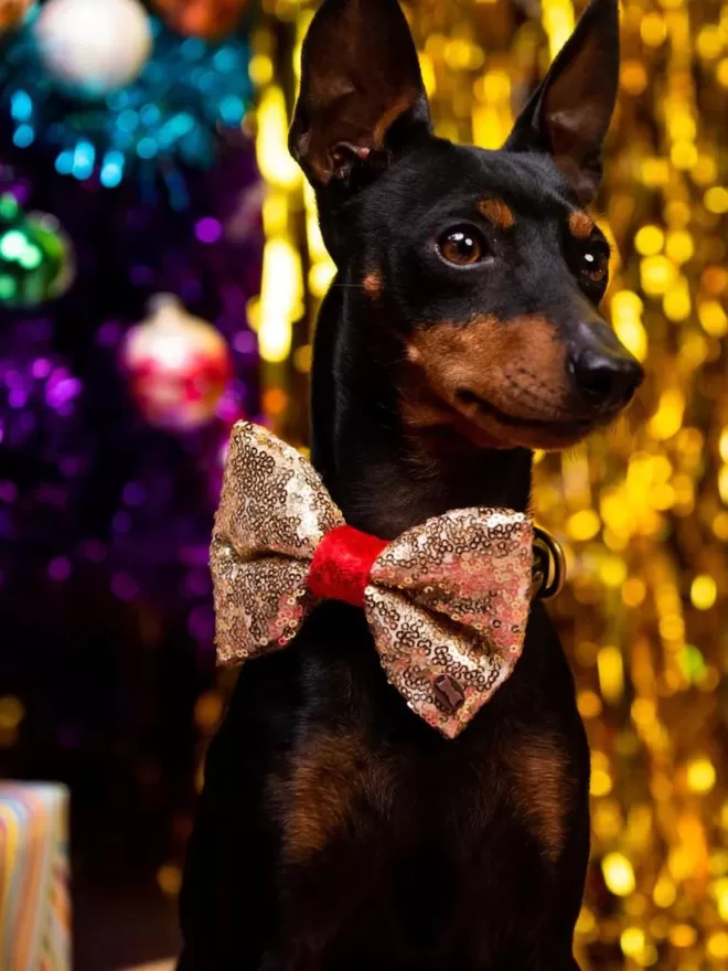 Bette Sequinned Dog Bow Tie | Gold & Red