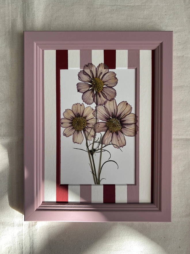 pressed cosmos flowers in pink painted frame