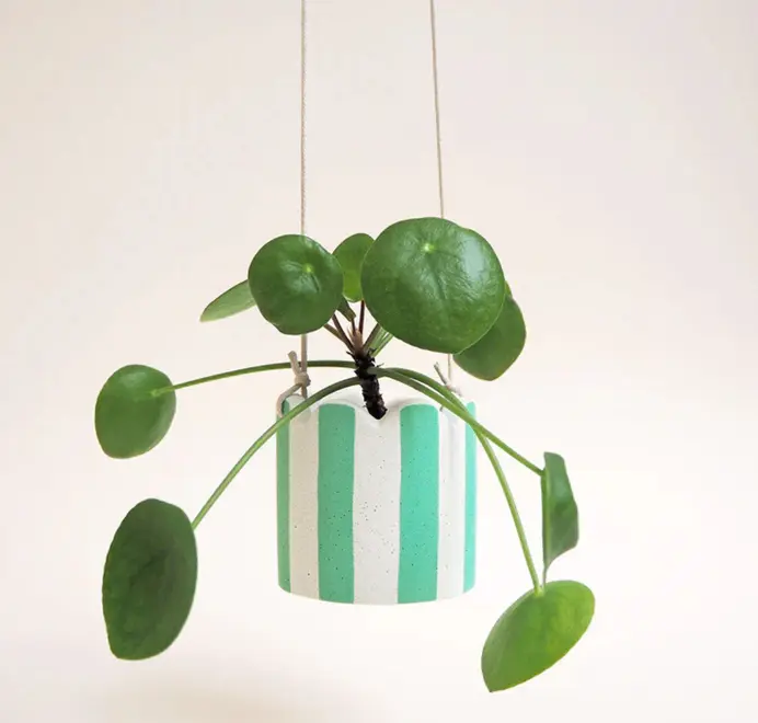 Small Stripy Hanging Plant Pot. Green plant in a white ceramic pot decorated with vertical green stripes against a plain light background.