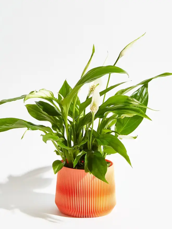 Sustainable 3D Printed Coral Orange Plant Pot, pillar design, against a white background.