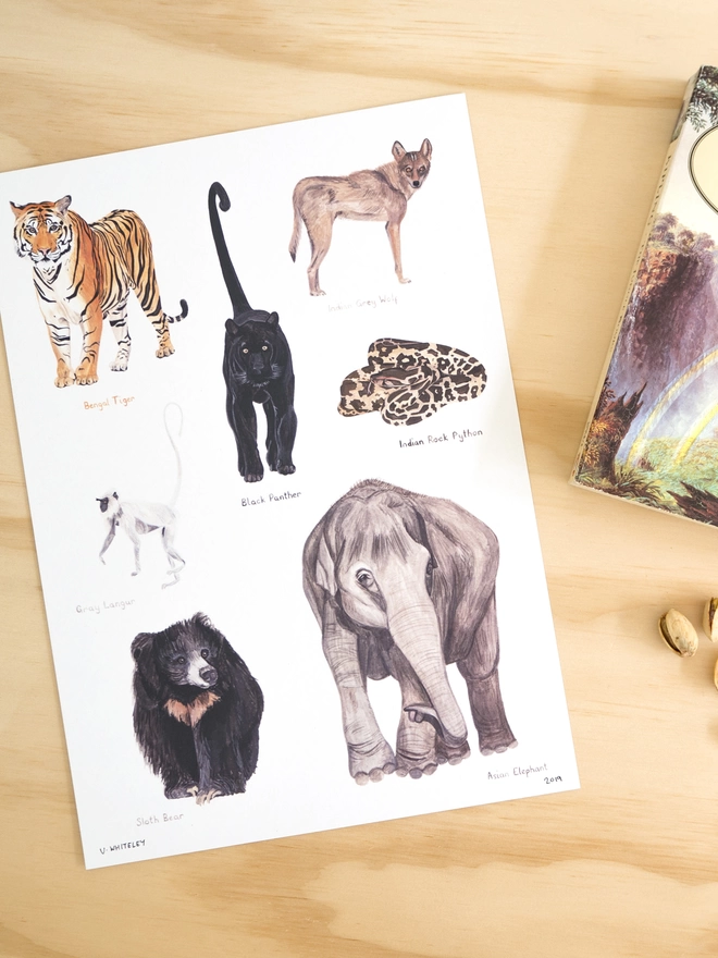a print with a white background featuring illustrations of the real life animals that would be in the Jungle Book story