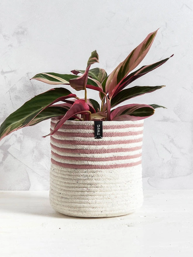 Large ‘Freckles’ Striped Cotton Plant Pot