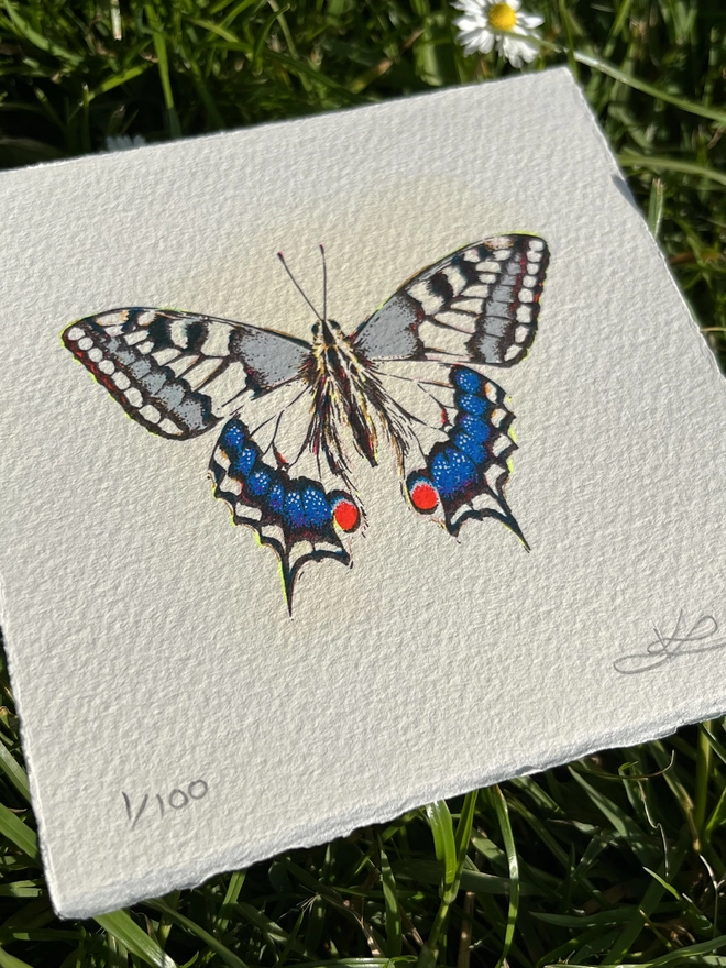 Swallowtail Butterfly Screenprint