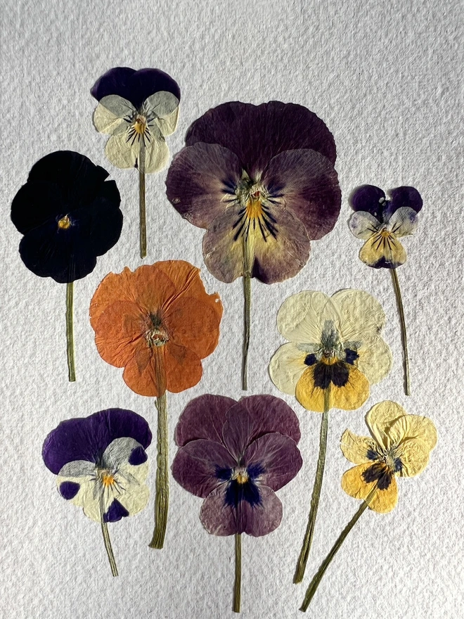 Close up of pressed pansy flowers