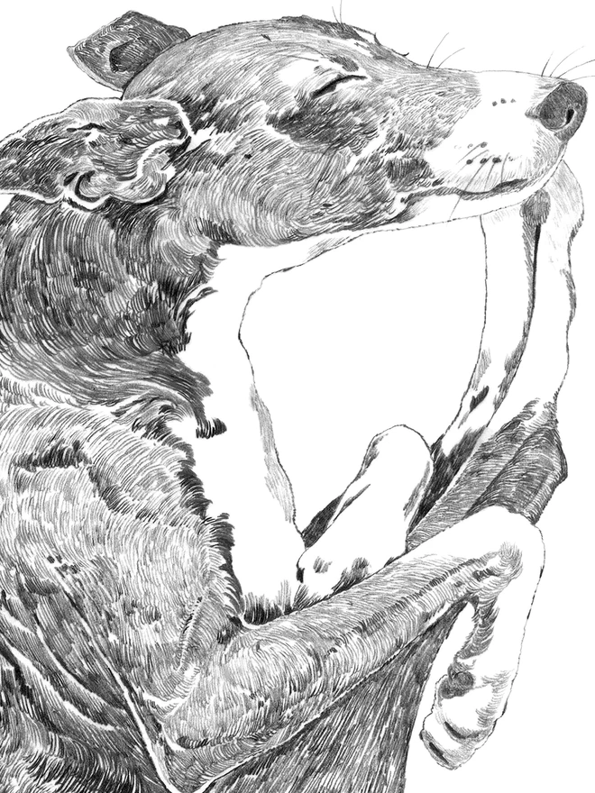 Detail of sleeping whippet art print