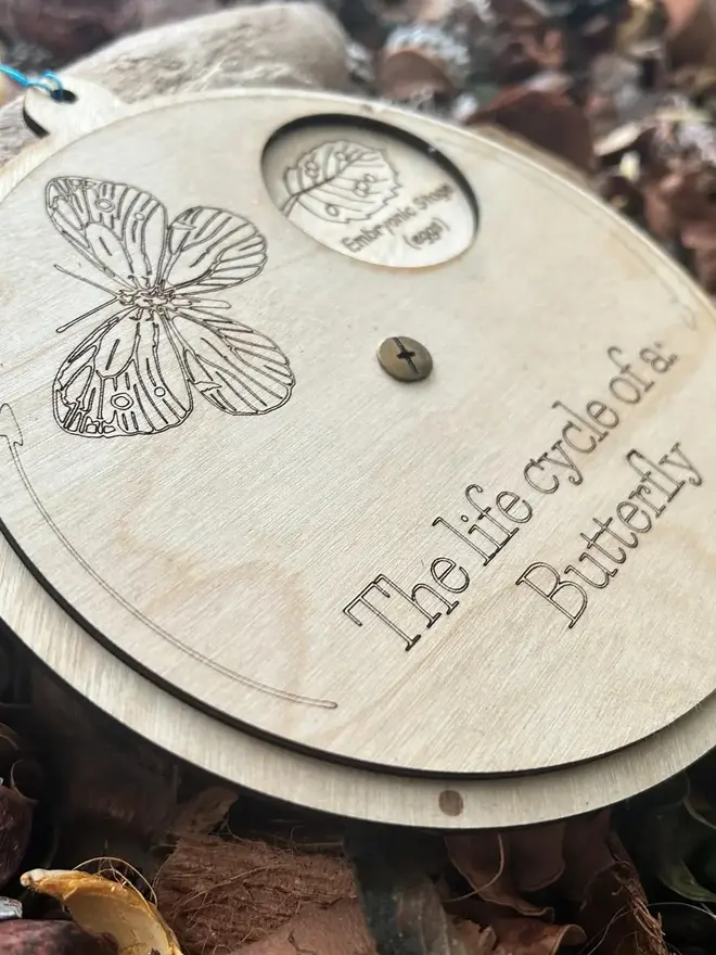 Wooden butterfly life cycle wheel with rotating panel, engraved illustrations, and viewing window showing the pupal stage (pupa), displayed on natural forest floor materials.
