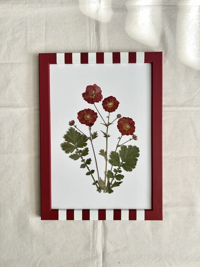 pressed geum flowers in painted red frame