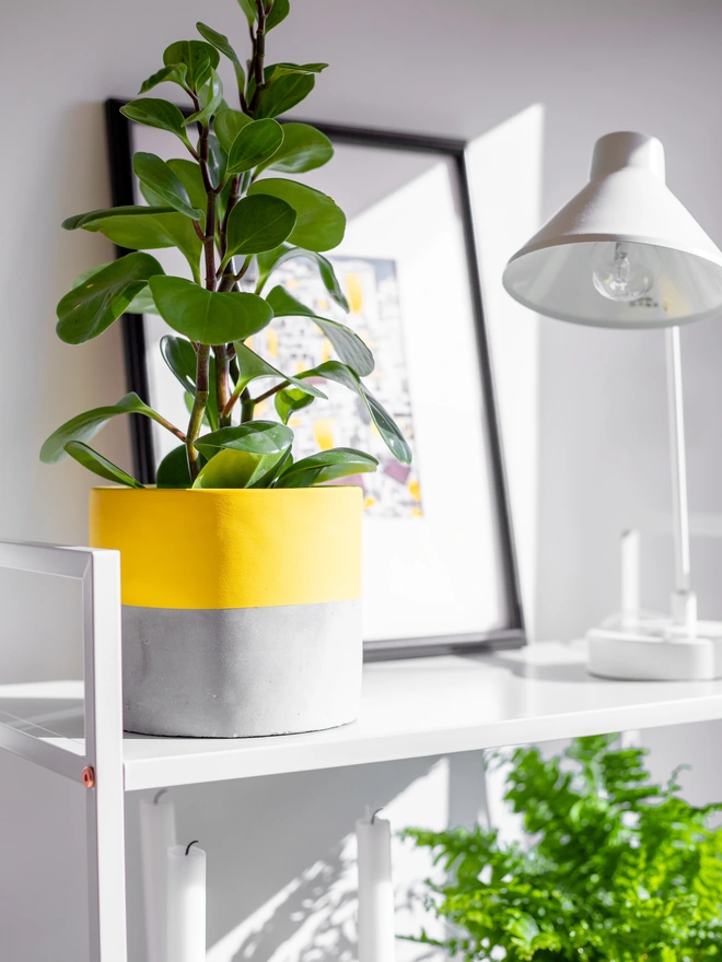Lucky Dip Pow Pot concrete plant pot in yellow on white shelves with lamp