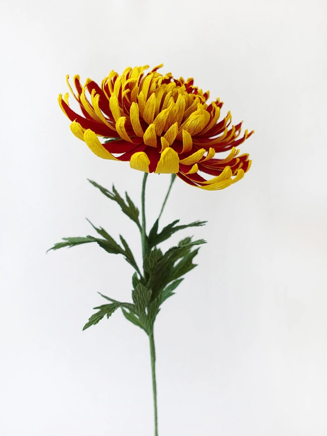 Crepe Paper Chrysanthemum 'Crimson Tide"