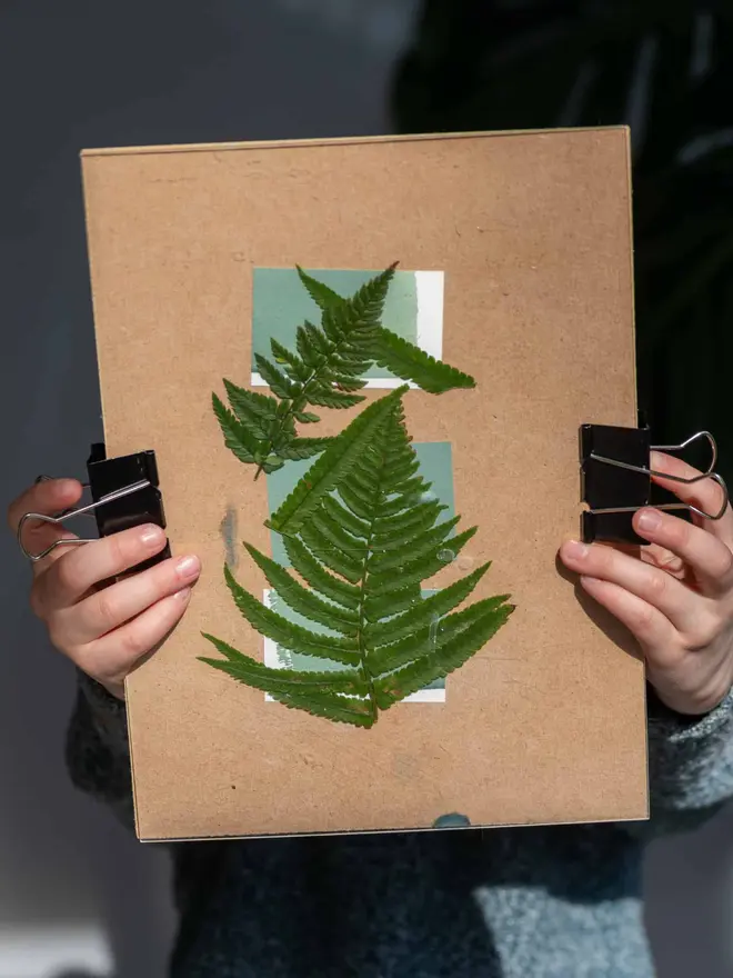 Mini Cyanotype Paper To Create Beautiful Prints With Sunlight