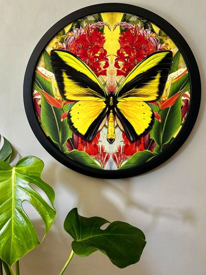 Photo of a black circular frame and artwork with a yellow, goliath birdwing butterfly in the centre, surrounded by tropical foliage and red flowers arranged in a symmetrical pattern. The art is hanging on a grey wall. 