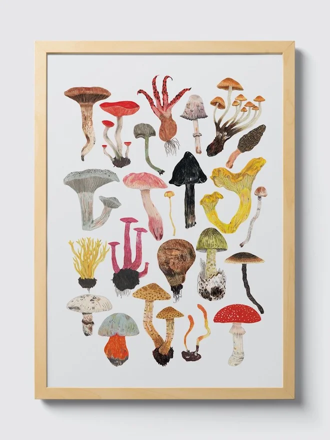 Mushrooms and Toadstools Print