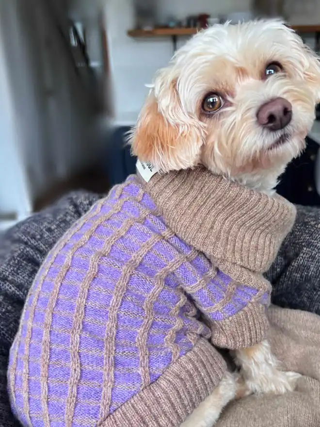 purple dog jumper 