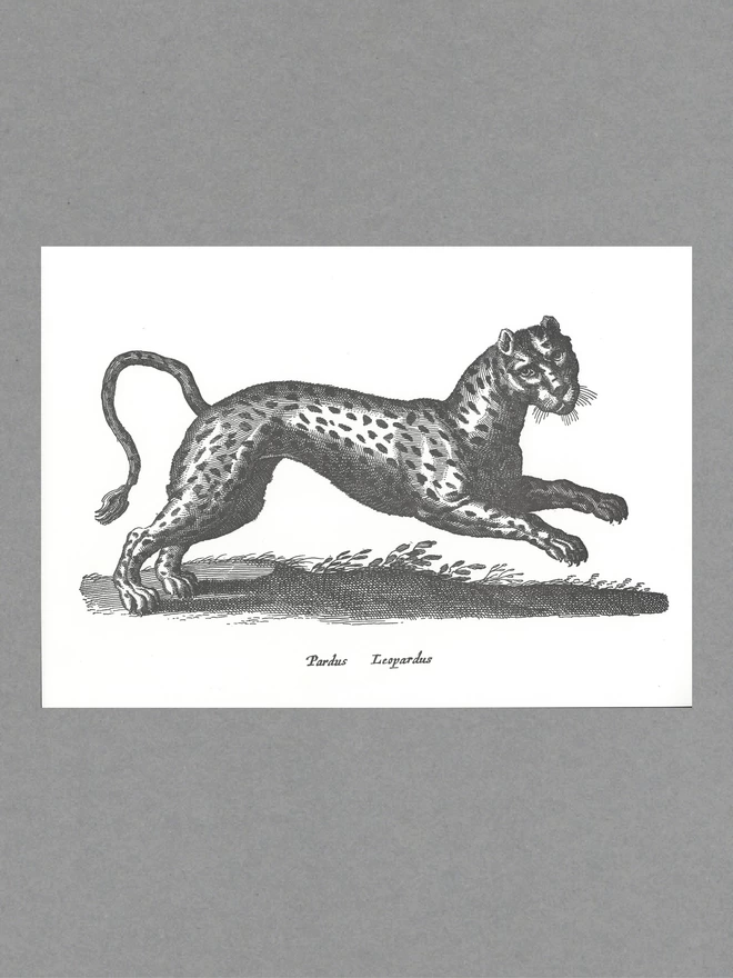 Poster of a black leopard with text reading 'Pardus Leopardus' on white paper