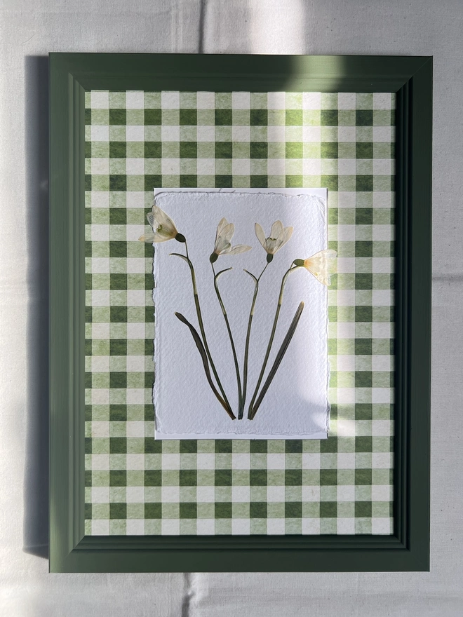 pressed snowdrop flowers in gingham mount and painted wooden frame