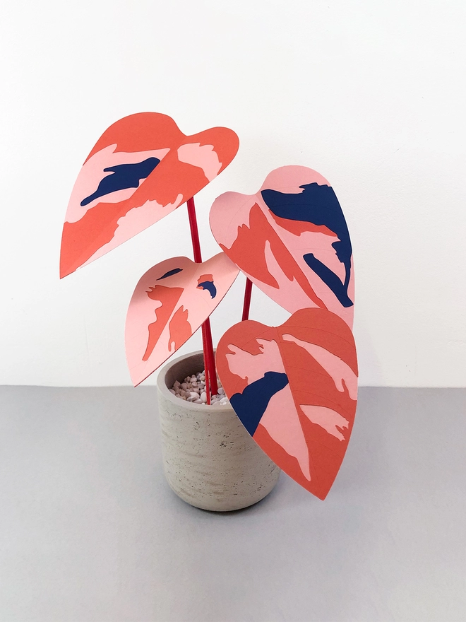 Colourful paper plant by Brazen Botany