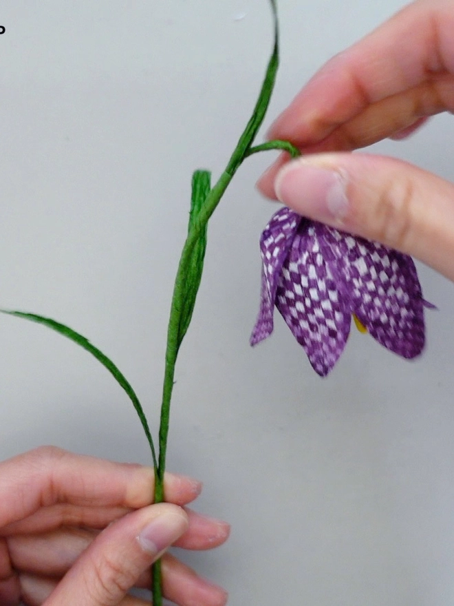 Crepe Paper Snake's-Head Fritillary DIY Kit