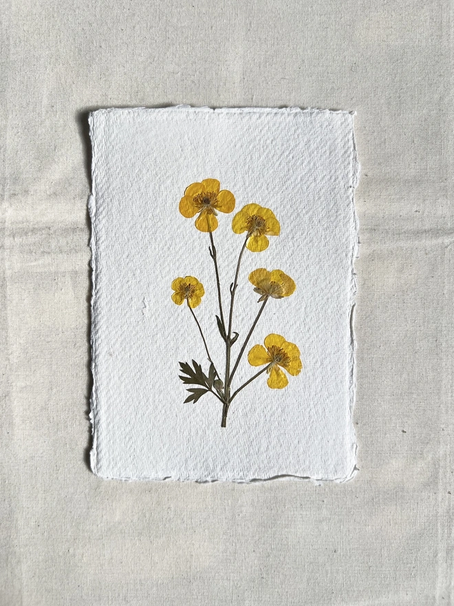 mini pressed buttercup flower artwork