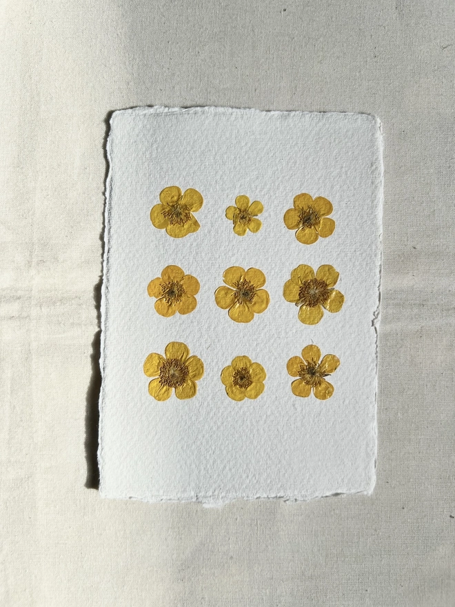 mini pressed buttercup flower artwork