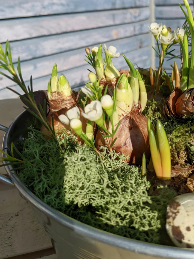 Spring Bulbs Planter with Moss